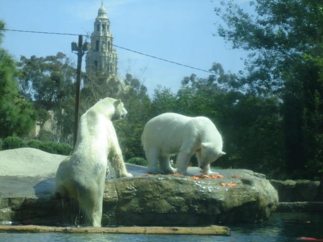 Brother &amp; Sister Polar Bears 2009