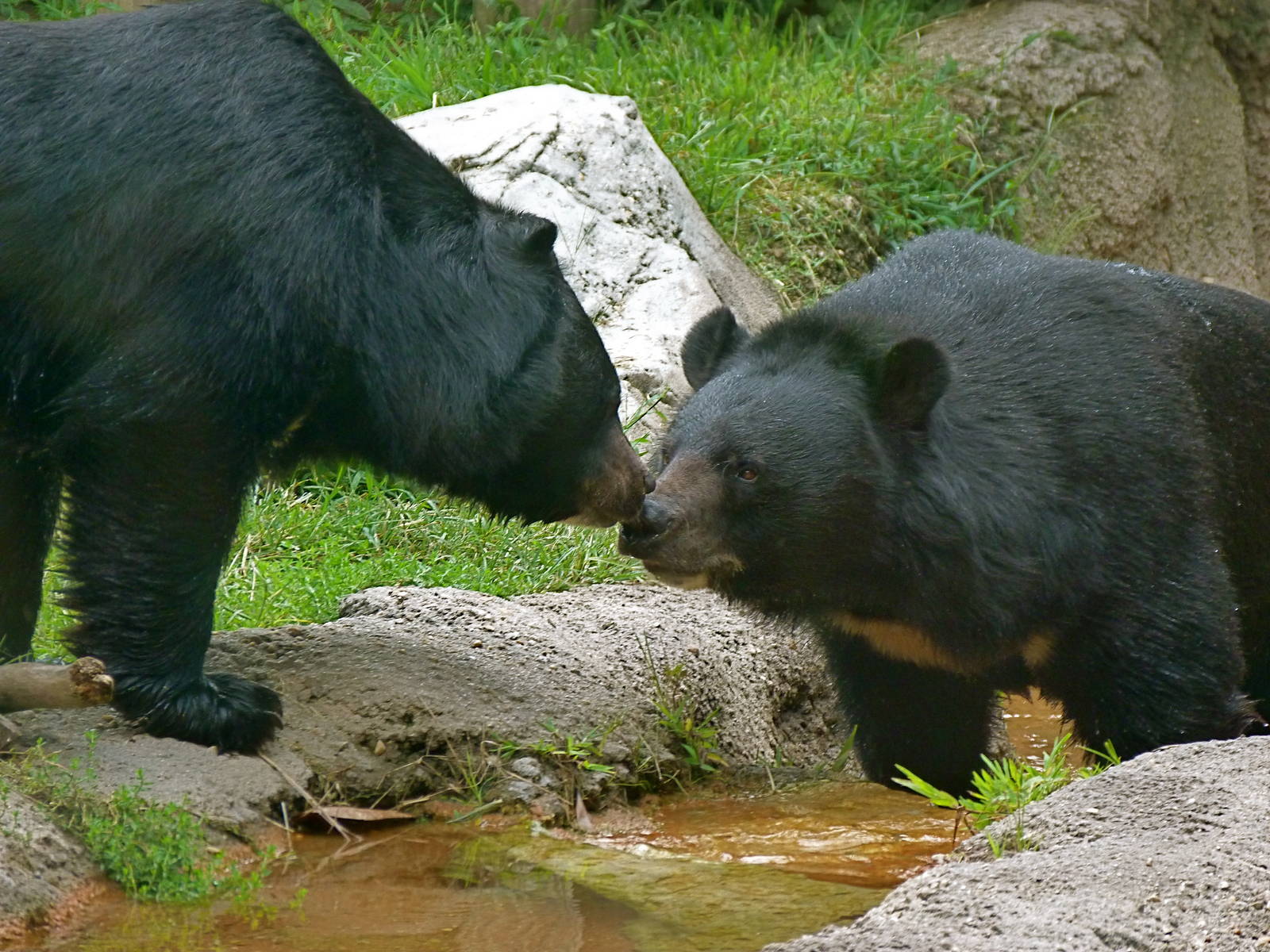 Brother, Chai and Thai