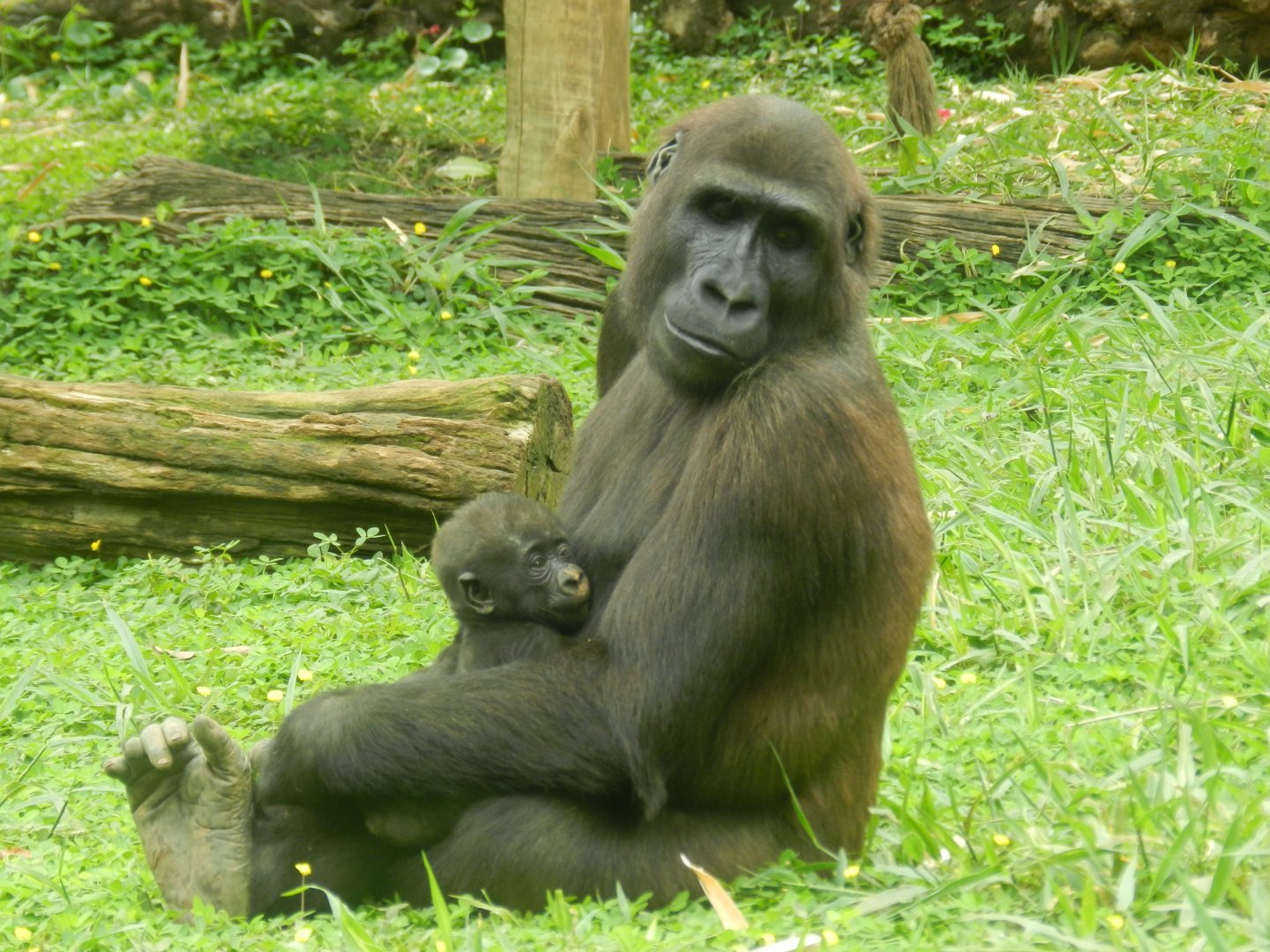 Brother friendship - Belo Horizonte zoo