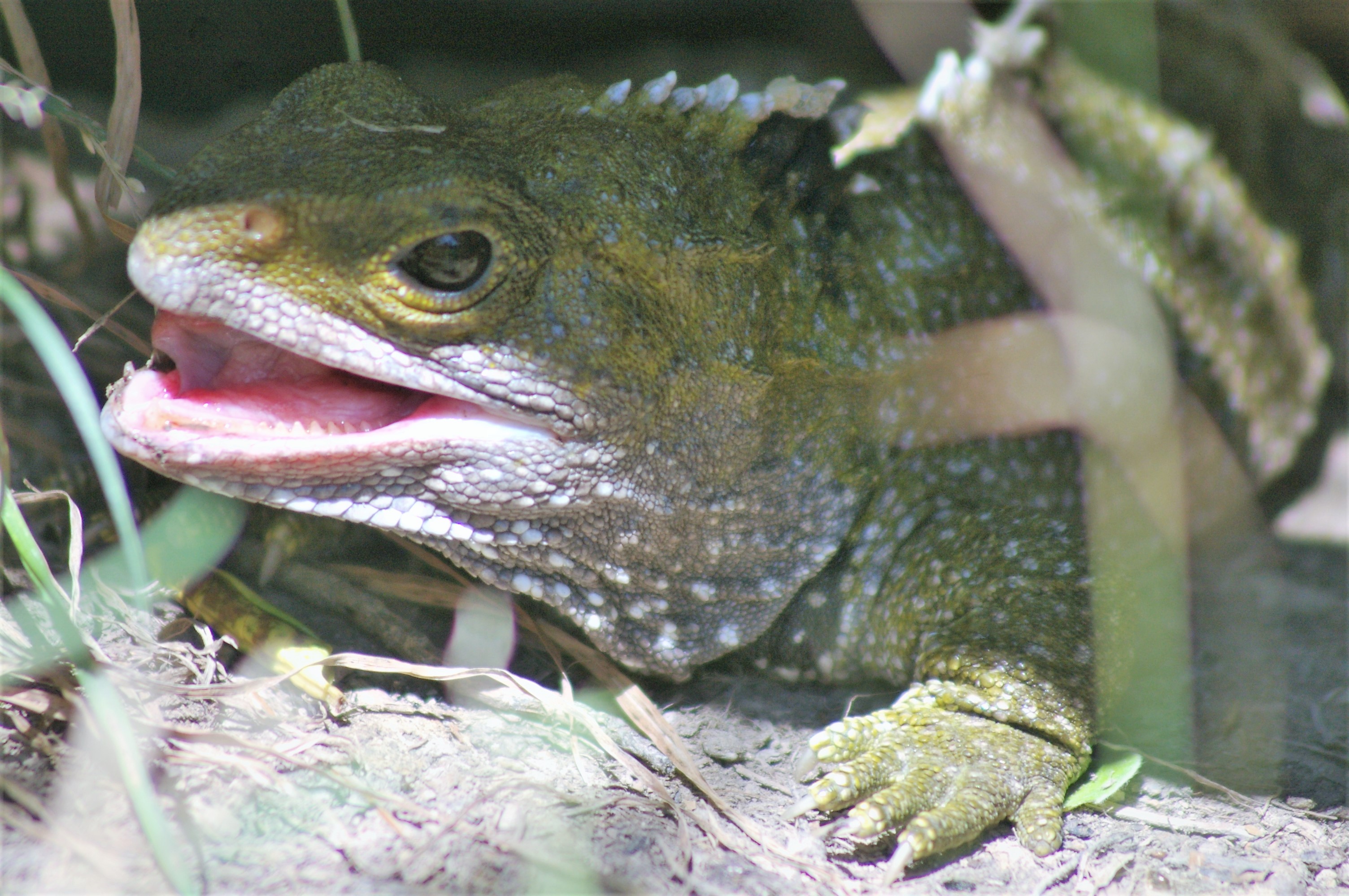 Brothers Island Tuatara