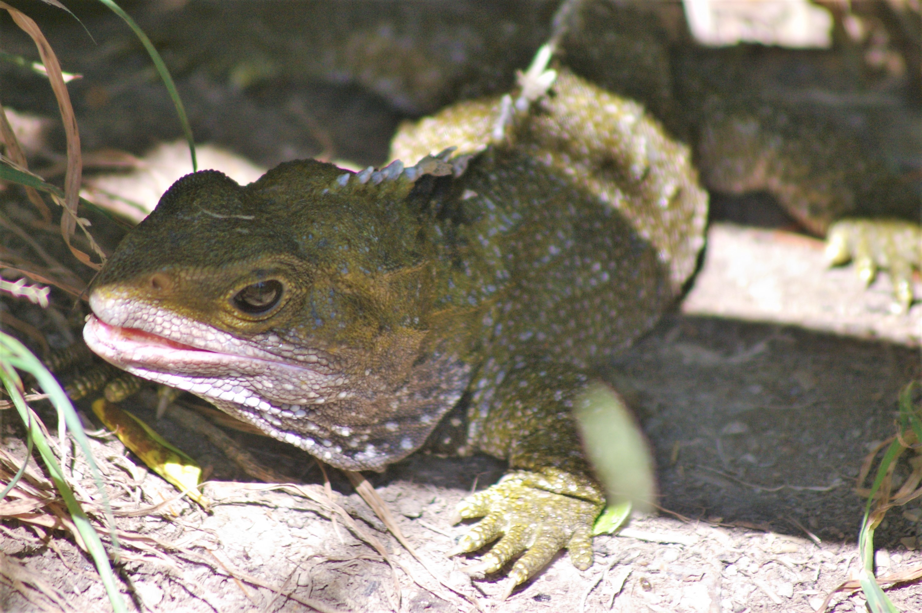 Brothers Island Tuatara