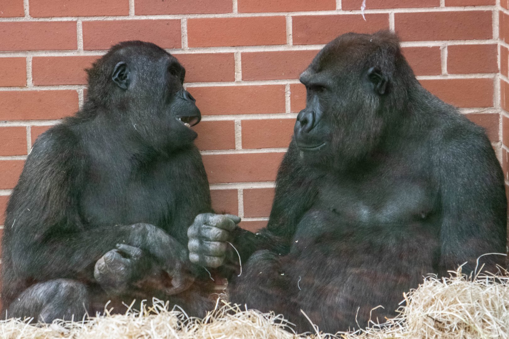 Brothers Lope and Shufai