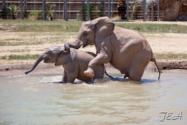 brothers playing in pool