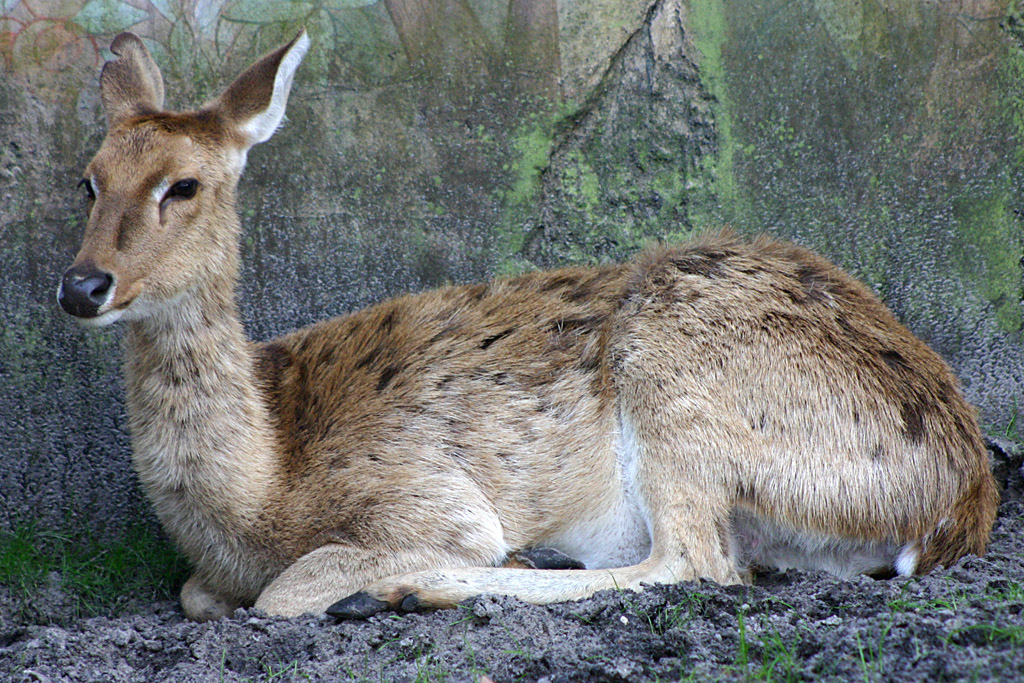 Brow Antlered Deer at Disneys Animal Kingdom 22/03/05