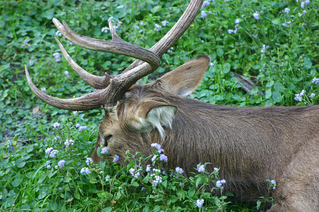 Brow Antlered Deer at Disneys Animal Kingdom 22/03/05.