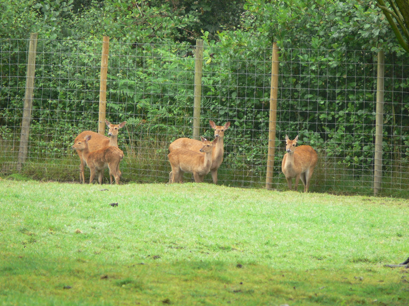 Brow Antlered Deer at Knowsley, 28/06/14