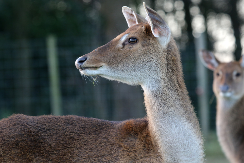 Brow Antlered Deer at Knowsley Safari 22/12/2016