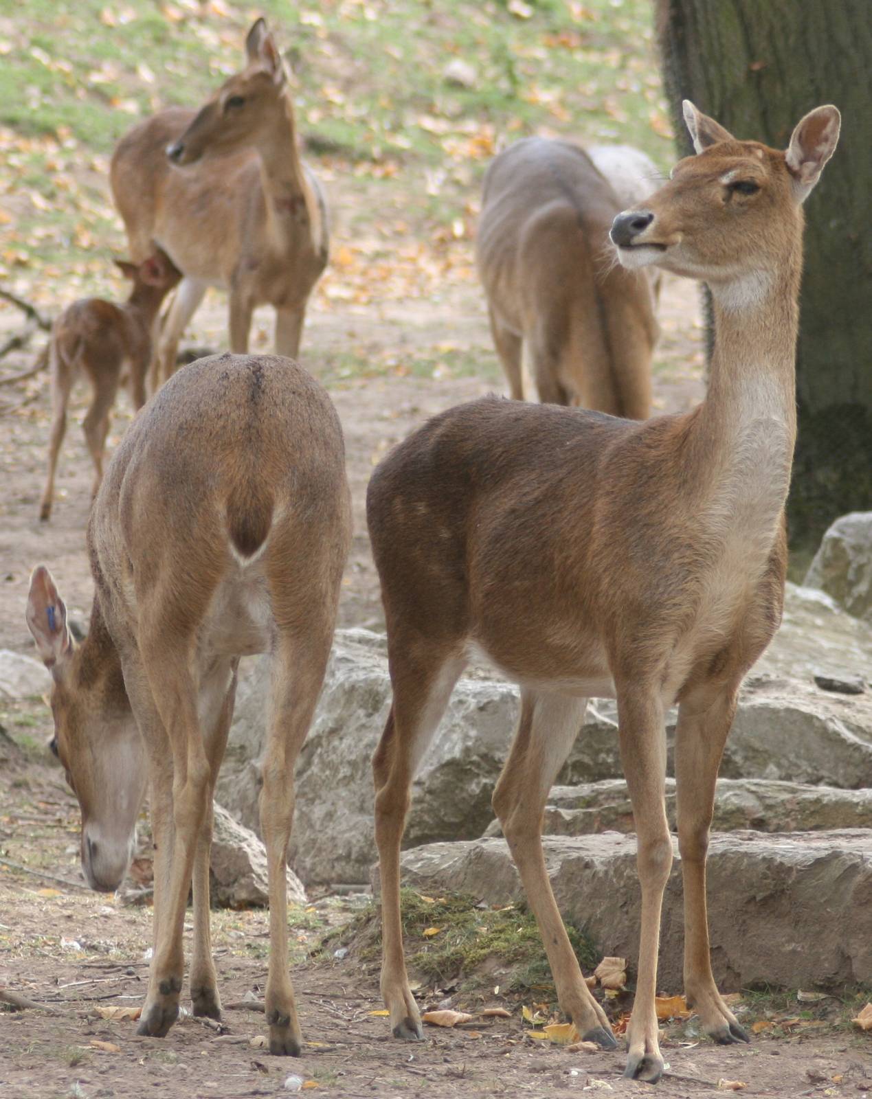 Brow-antlered deer; Chester Zoo; 3rd October 2009