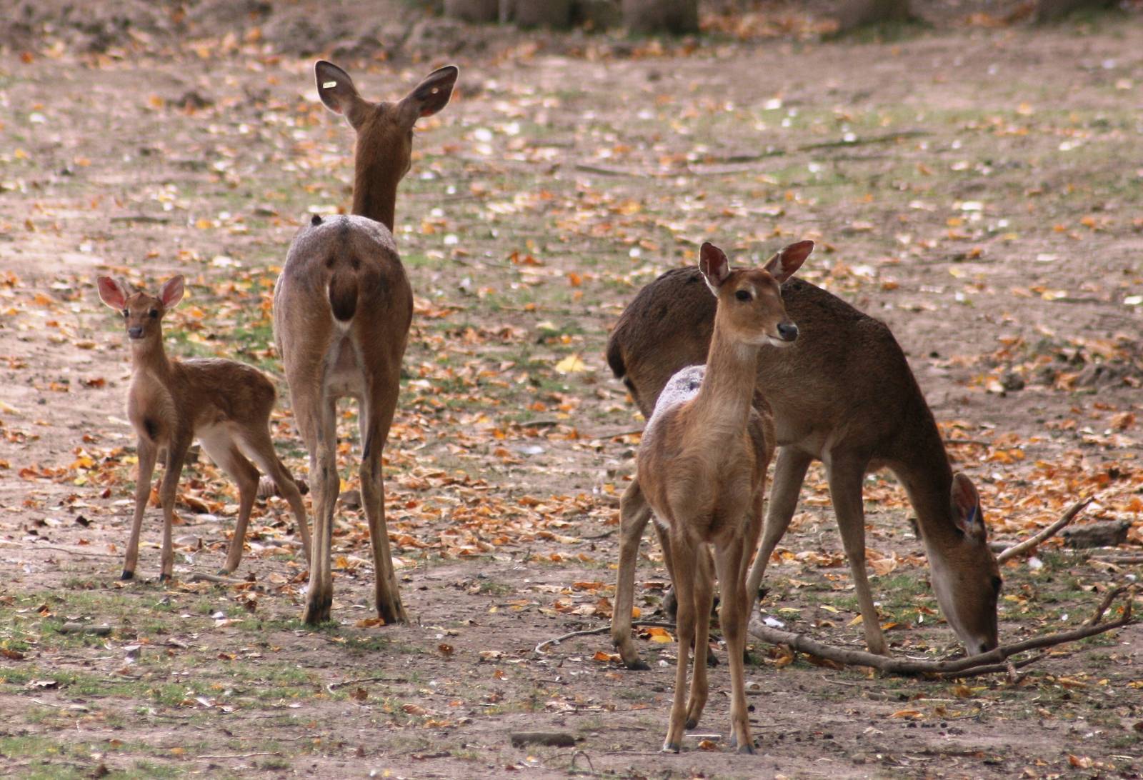 Brow-antlered deer; Chester Zoo; 3rd October 2009