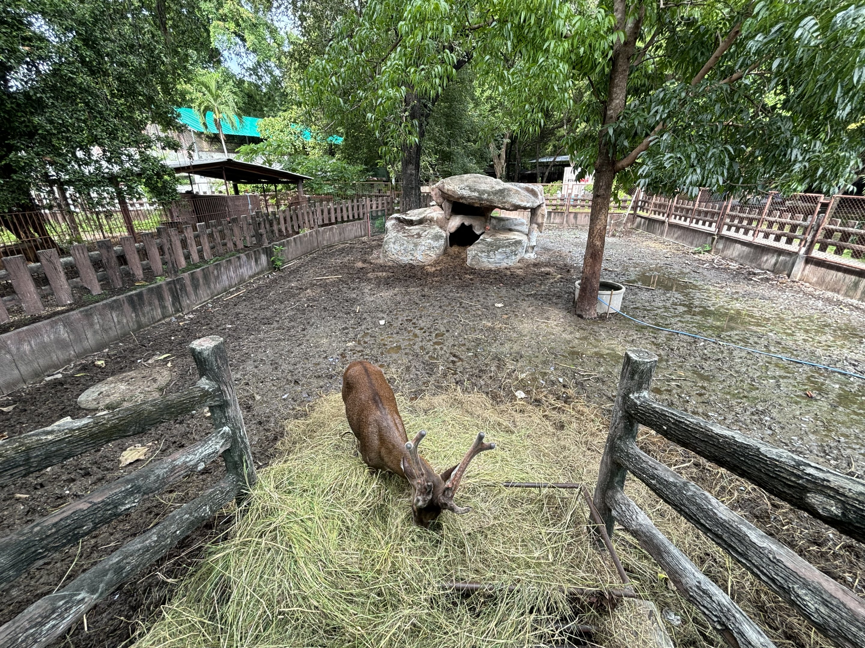 Brow-Antlered Deer Exhibit - Lopburi Zoo