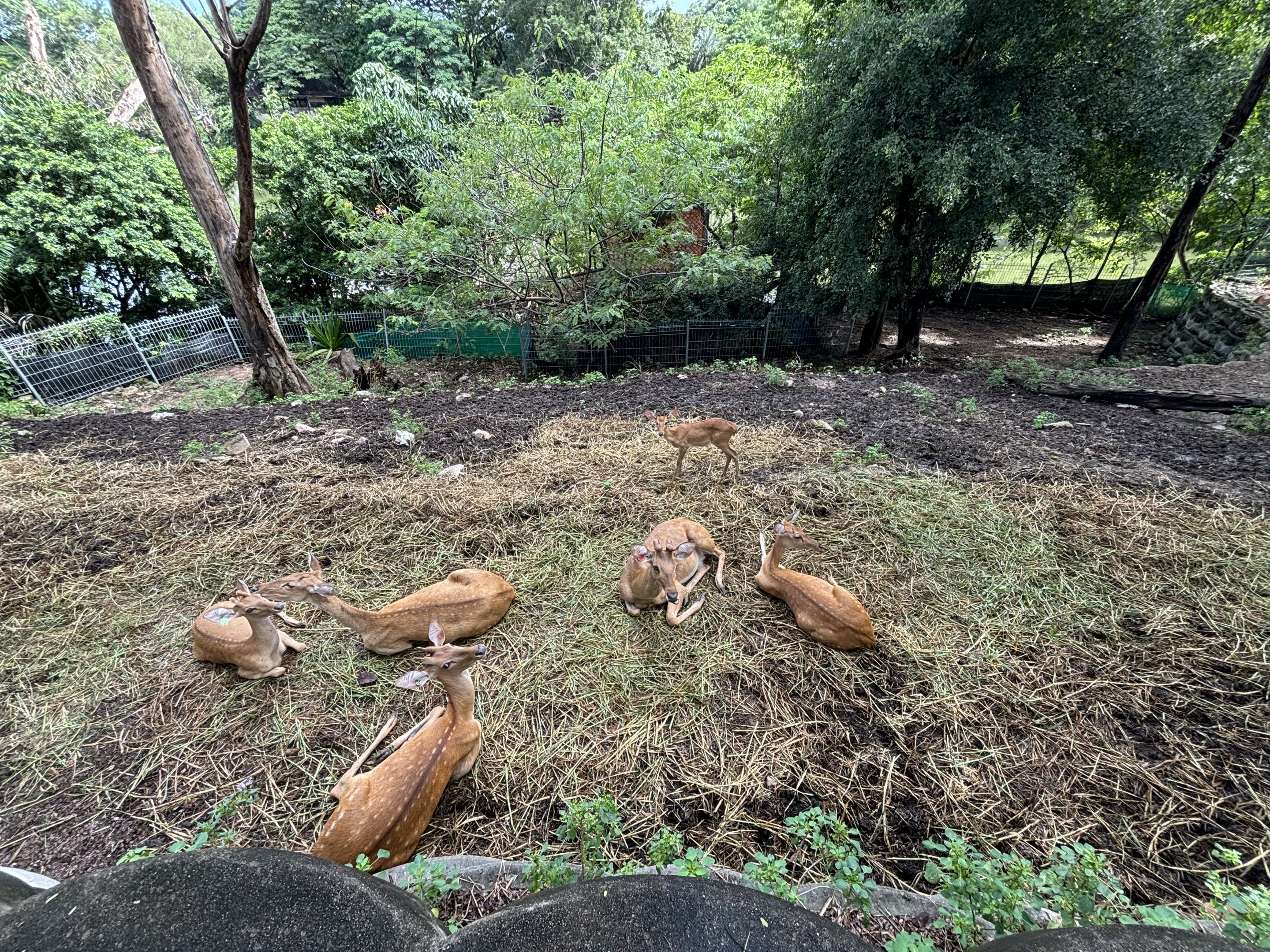 Brow-antlered Deer Exhibit