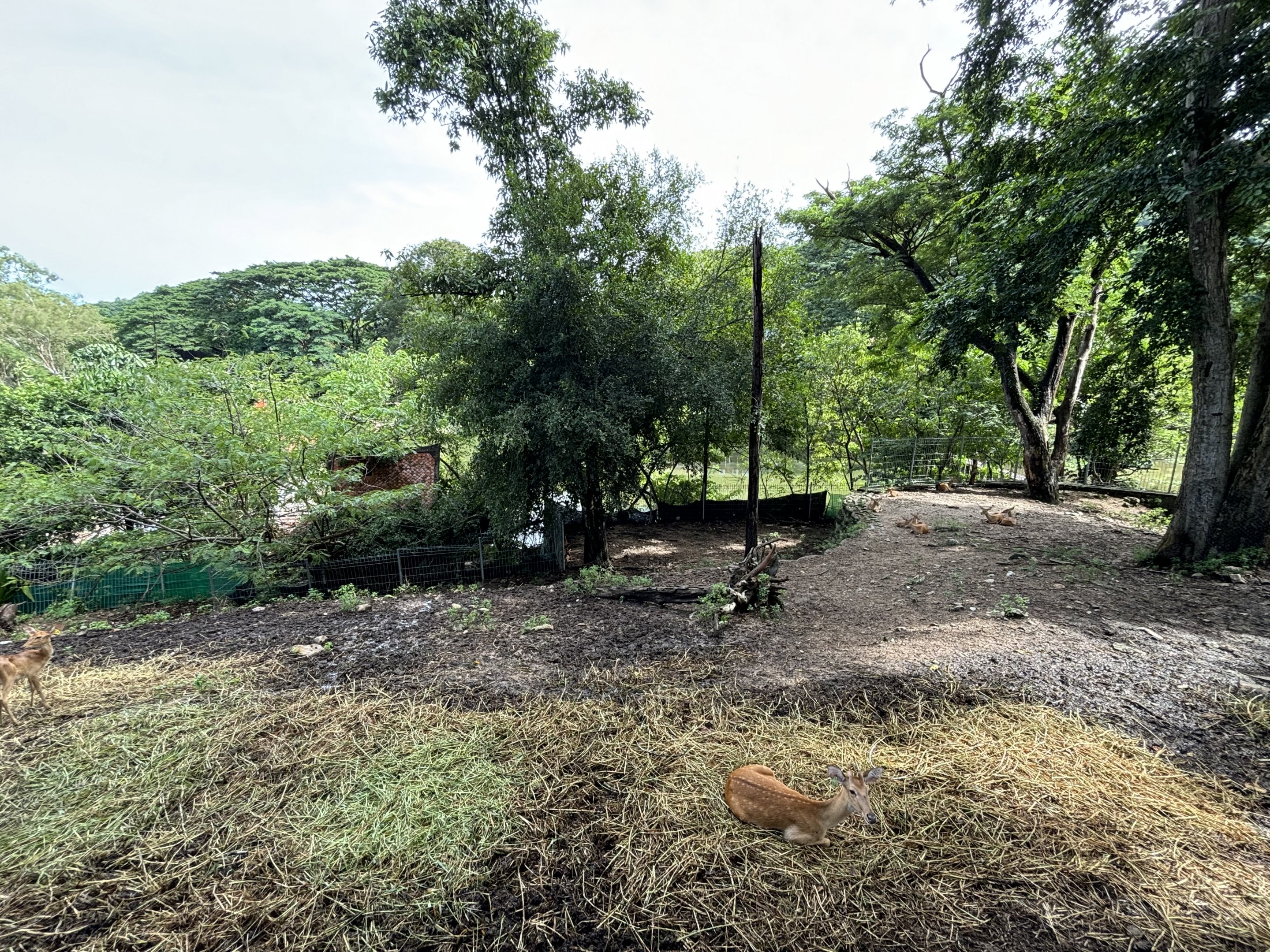 Brow-antlered Deer Exhibit