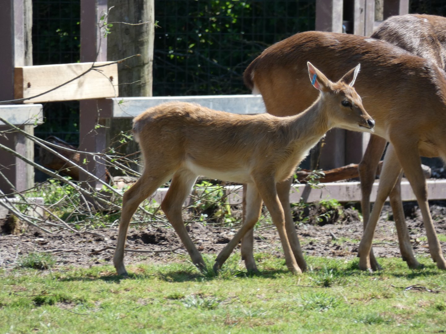 Brow-antlered Deer fawn