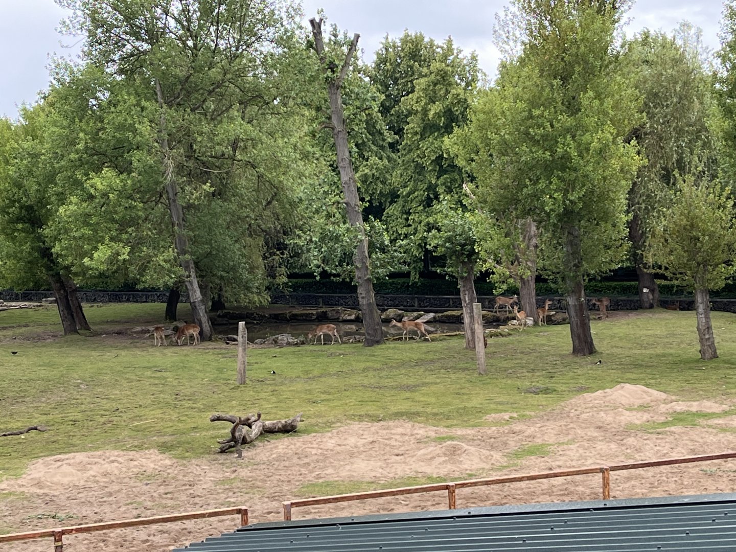 Brow-antlered deer herd 29.6.24