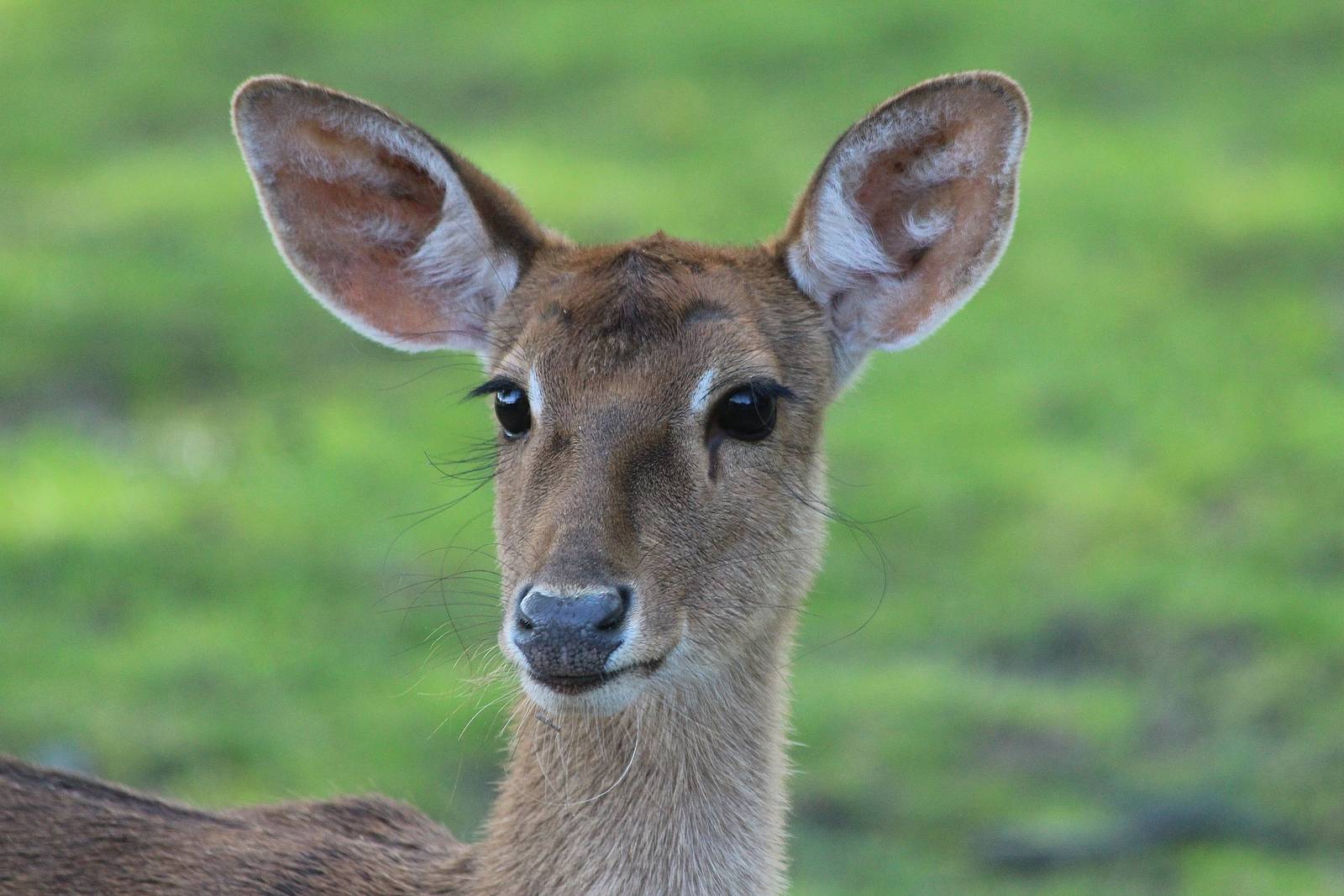 Brow Antlered Deer