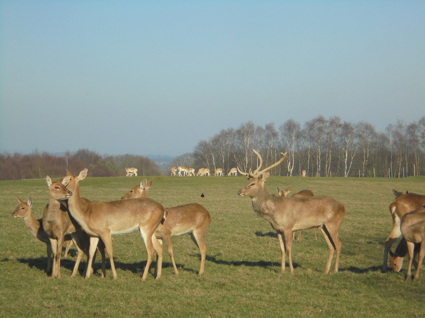Brow- antlered Deer.
