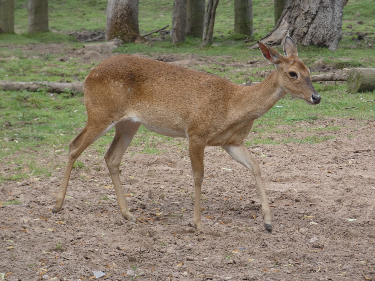 Brow-antlered Deer