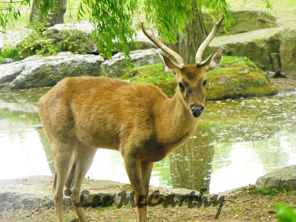 Brow-antlered Deer