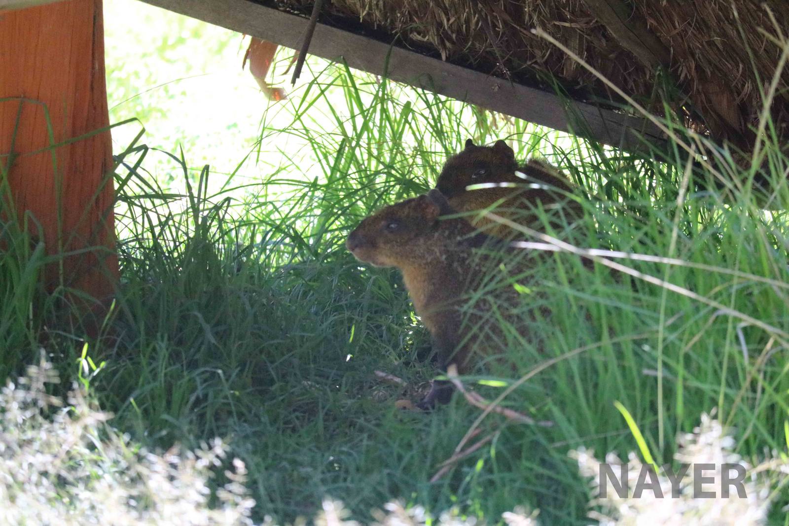 Brown agouti, March 2016