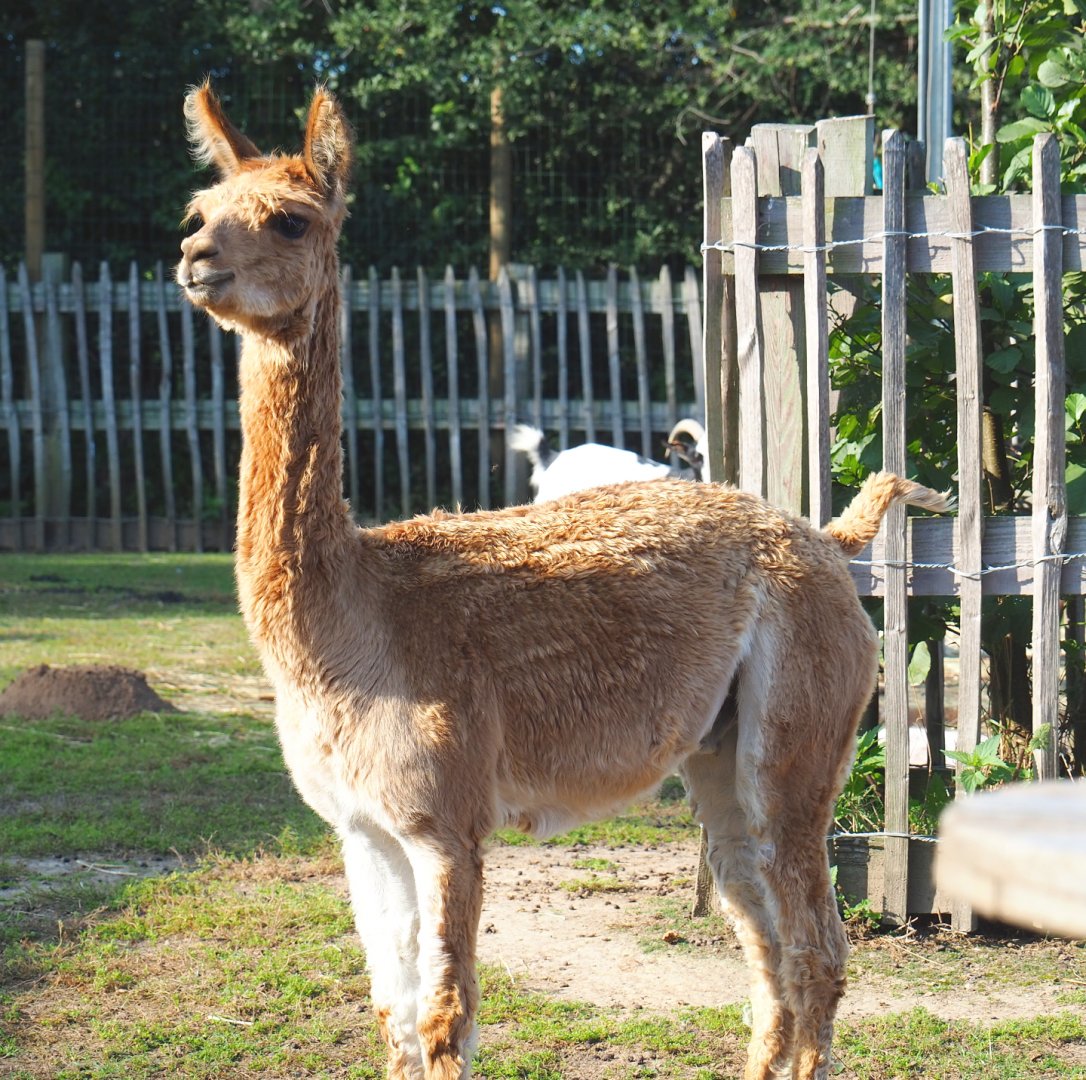 Brown alpaca (Vicugna pacos), 2020-09-12
