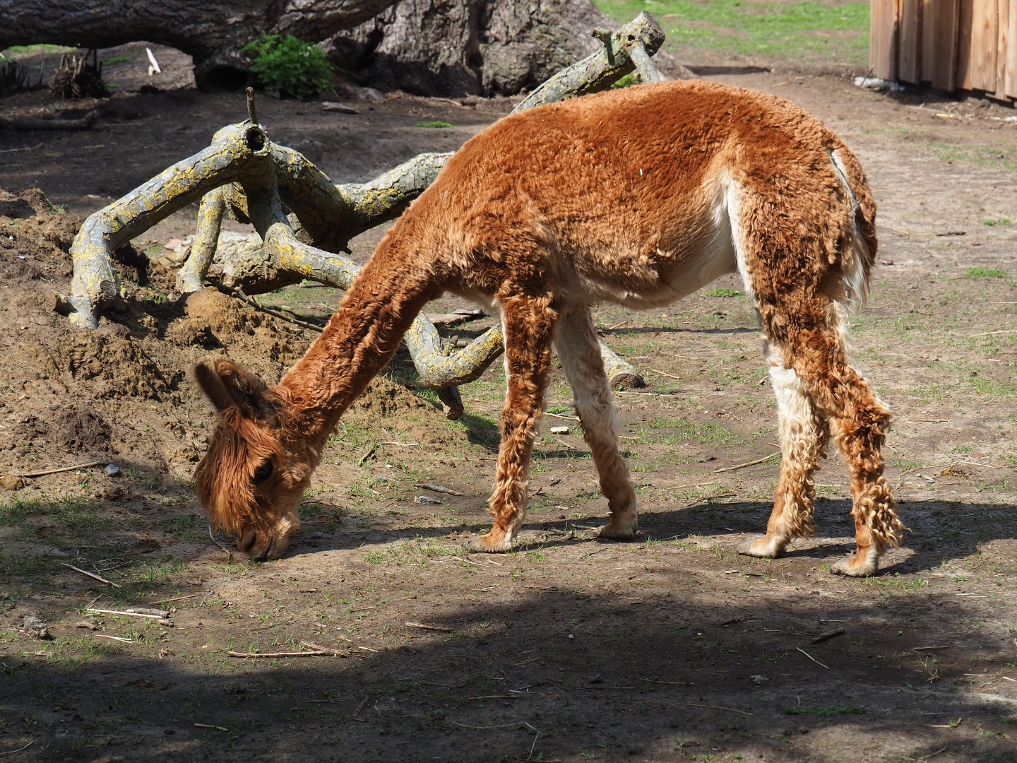 Brown alpaca (Vicugna pacos)