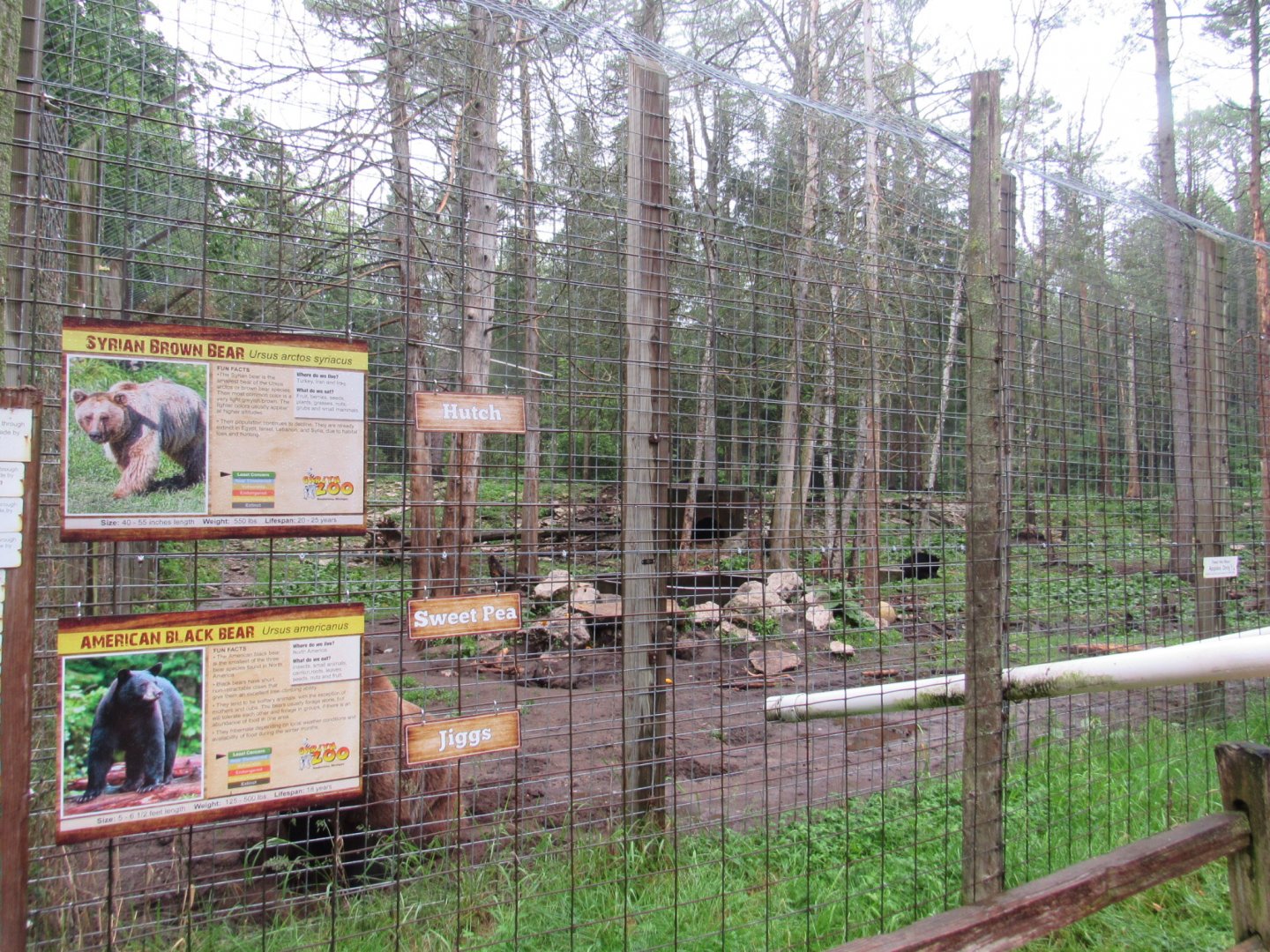 Brown and Black Bear Exhibit