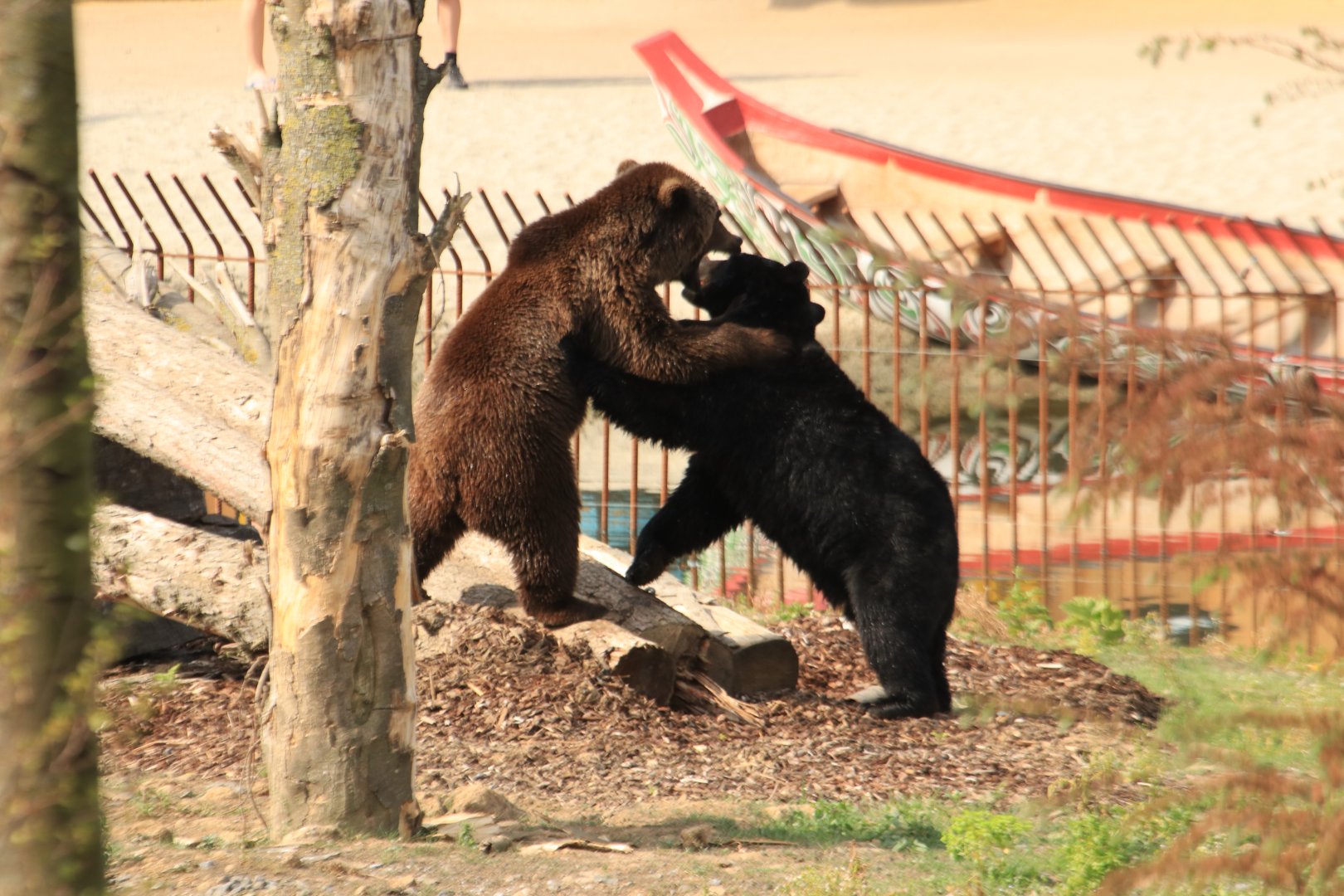 Brown and black bear fighting (July 2019)