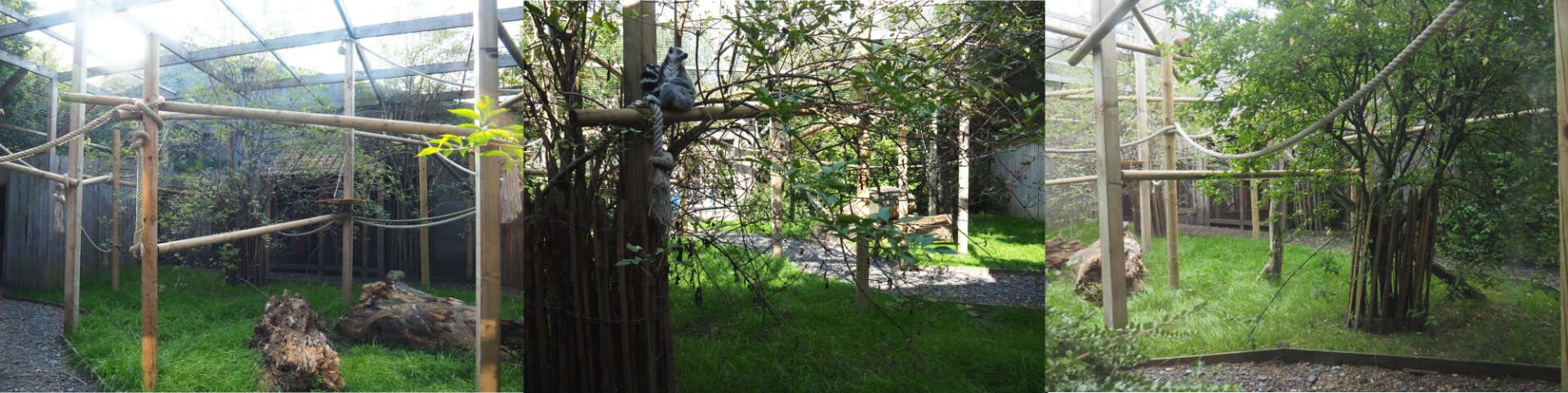 Brown and ring-tailed lemur exhibit, 2020-09-12