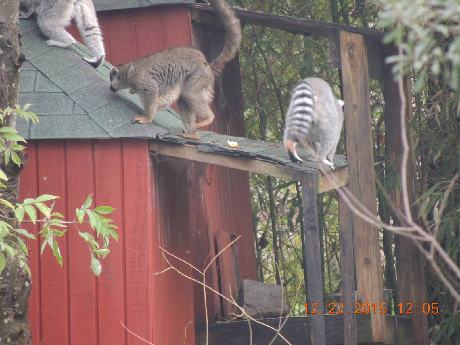 brown and rintail lemurs