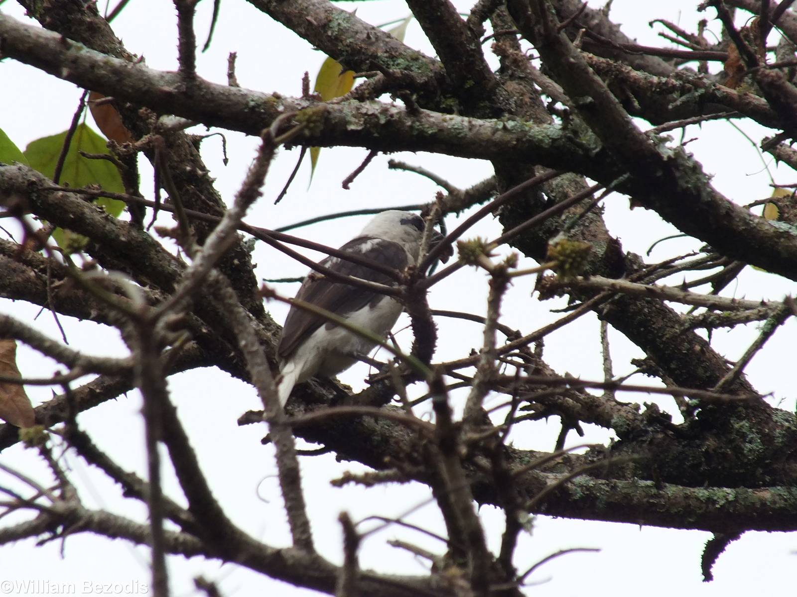 Brown-and-white Barbet