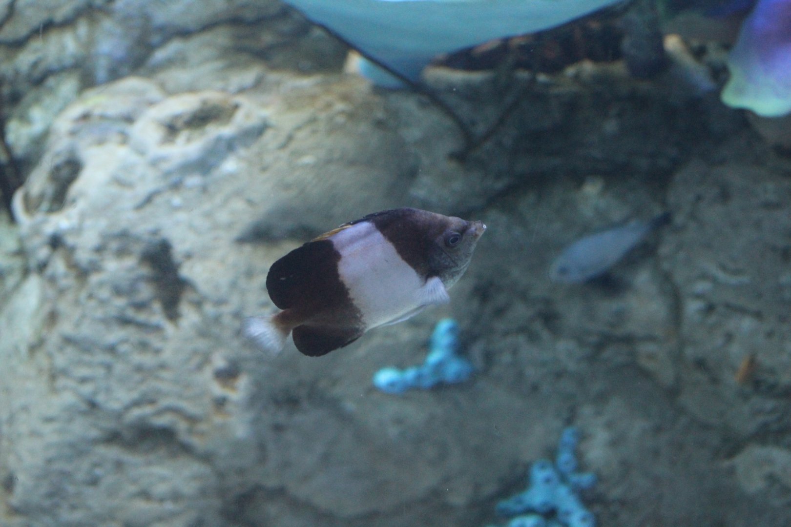 Brown-and-White Butterflyfish
