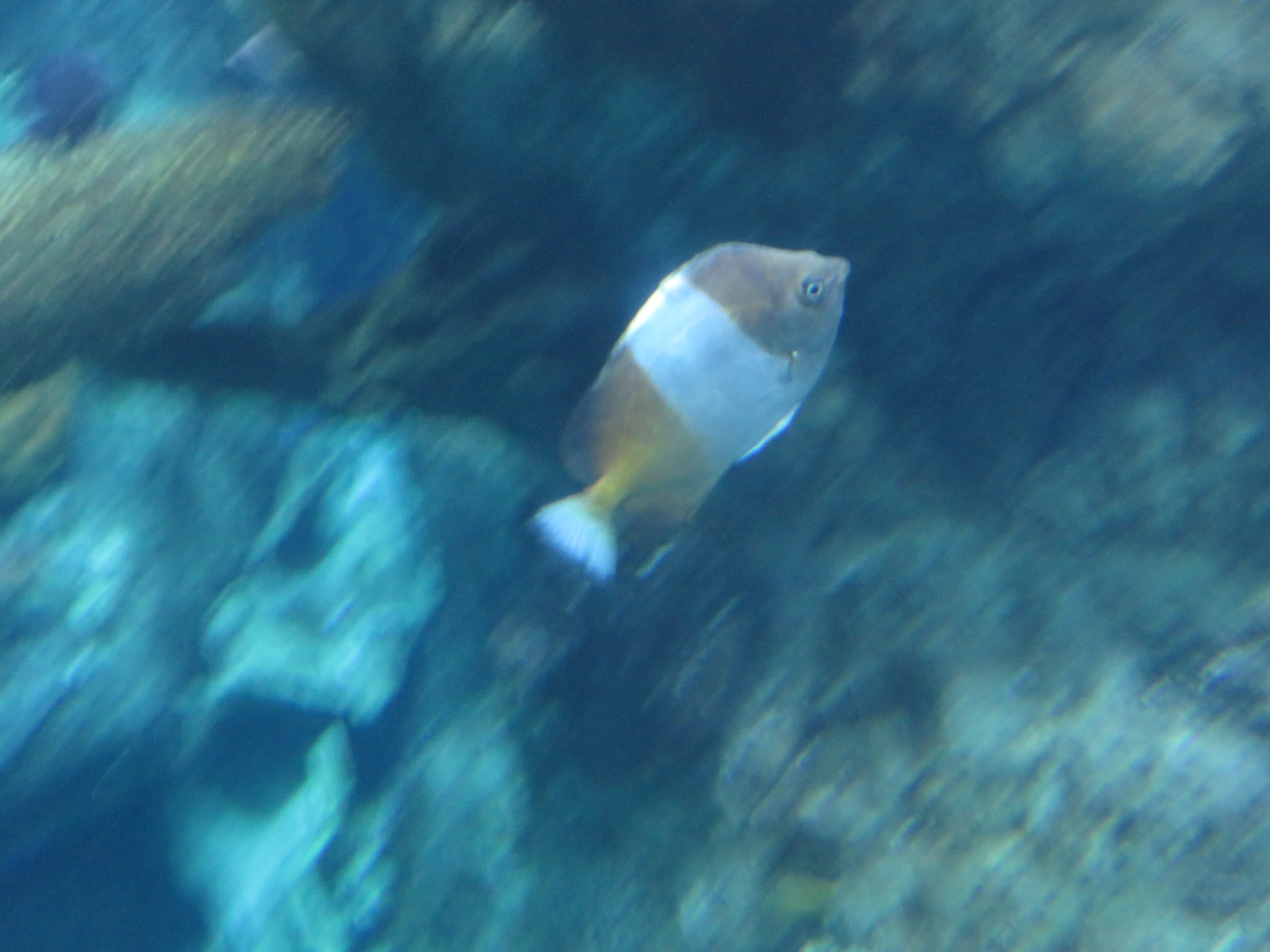 Brown-and-White Butterflyfish