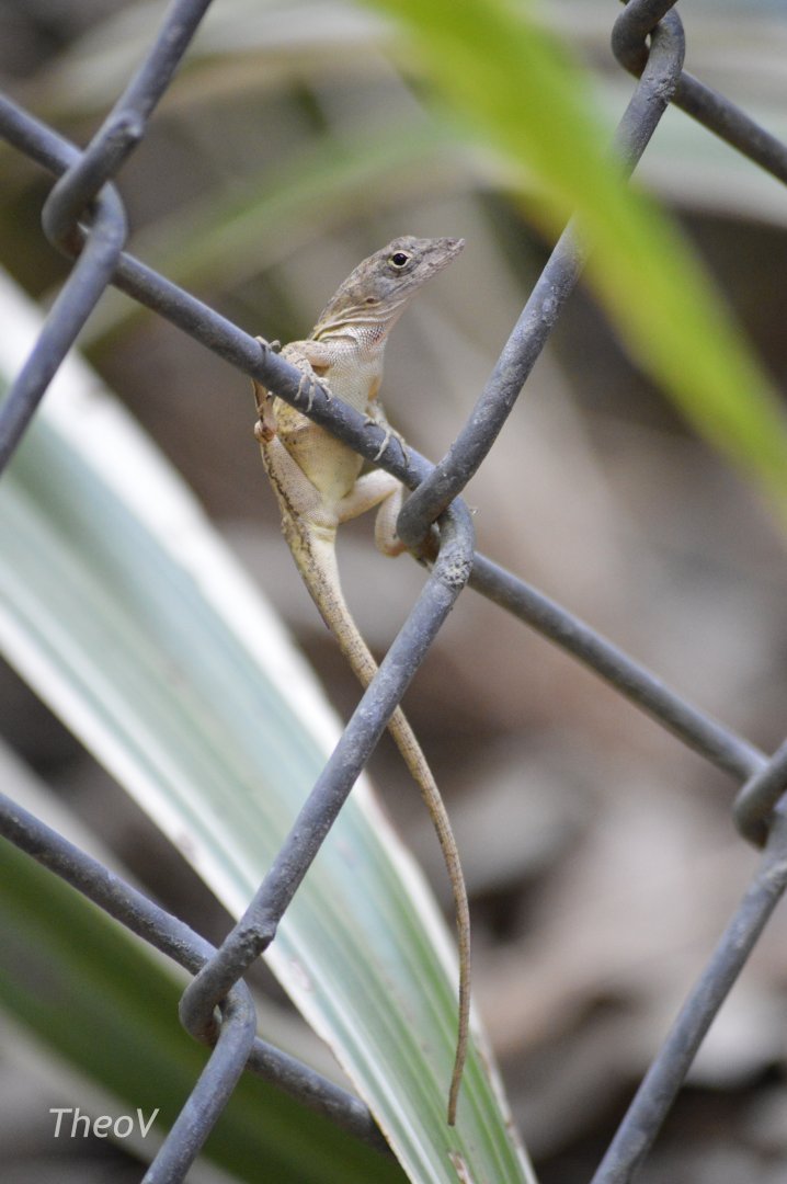 Brown anole [2017]