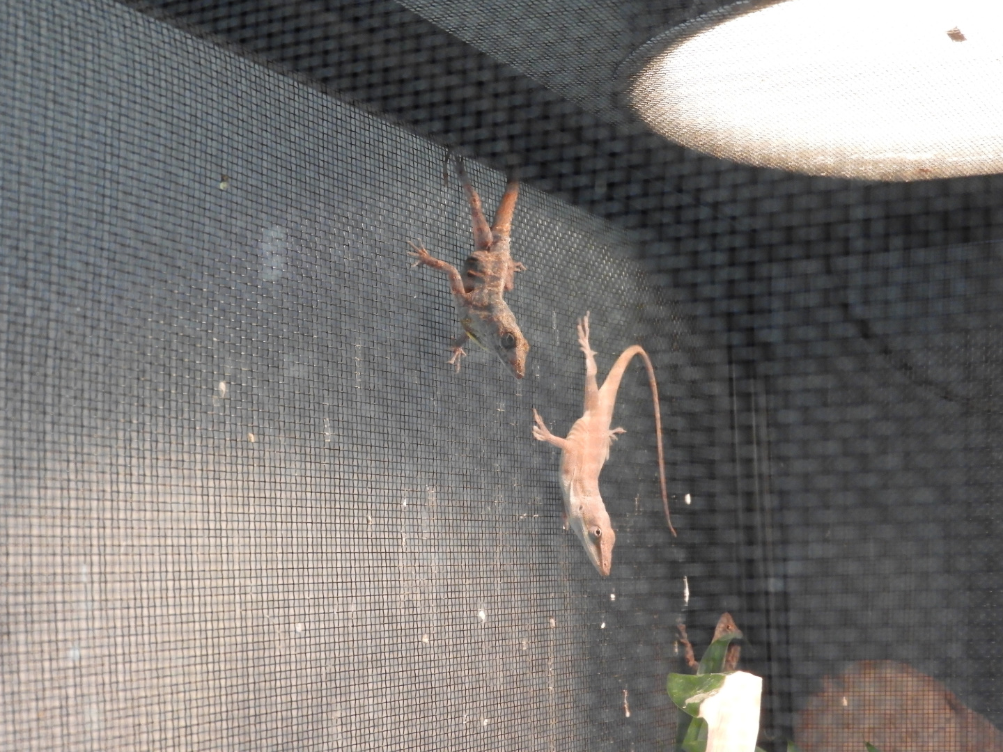Brown Anole (Anolis sagrei) and Green Anole (Anolis carolinensis)