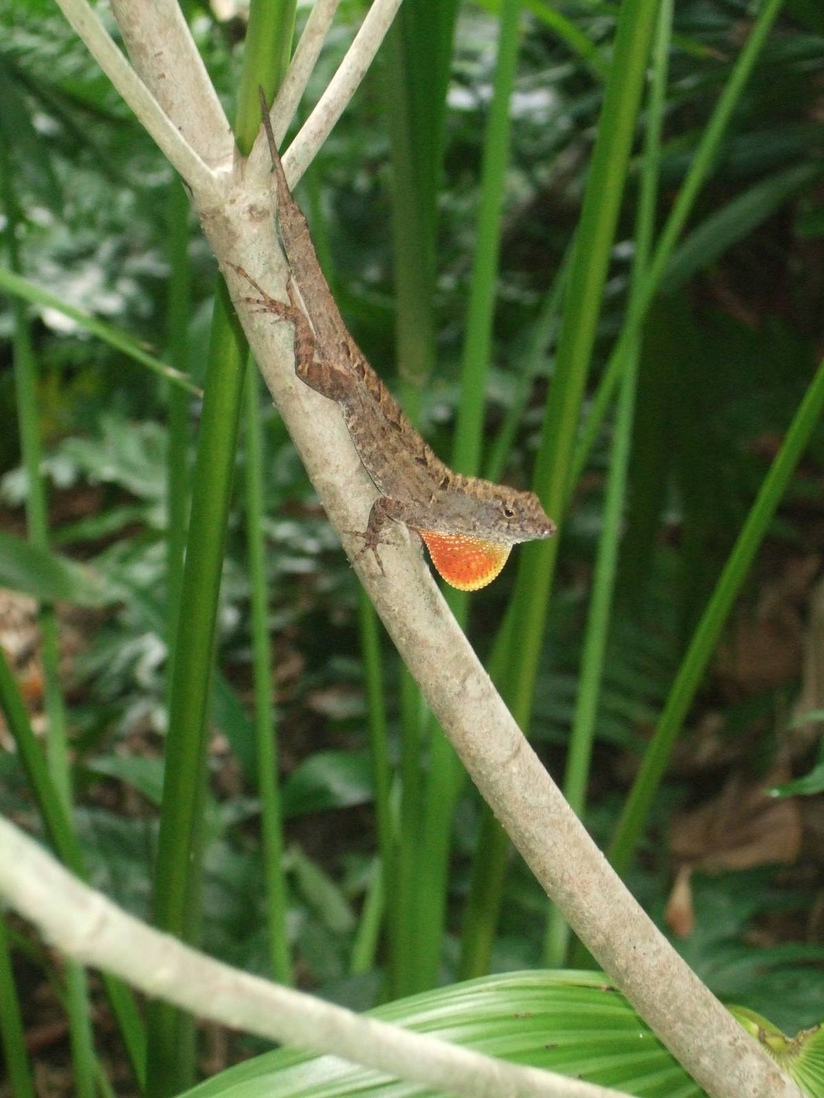 Brown Anole (Anolis sagrei)