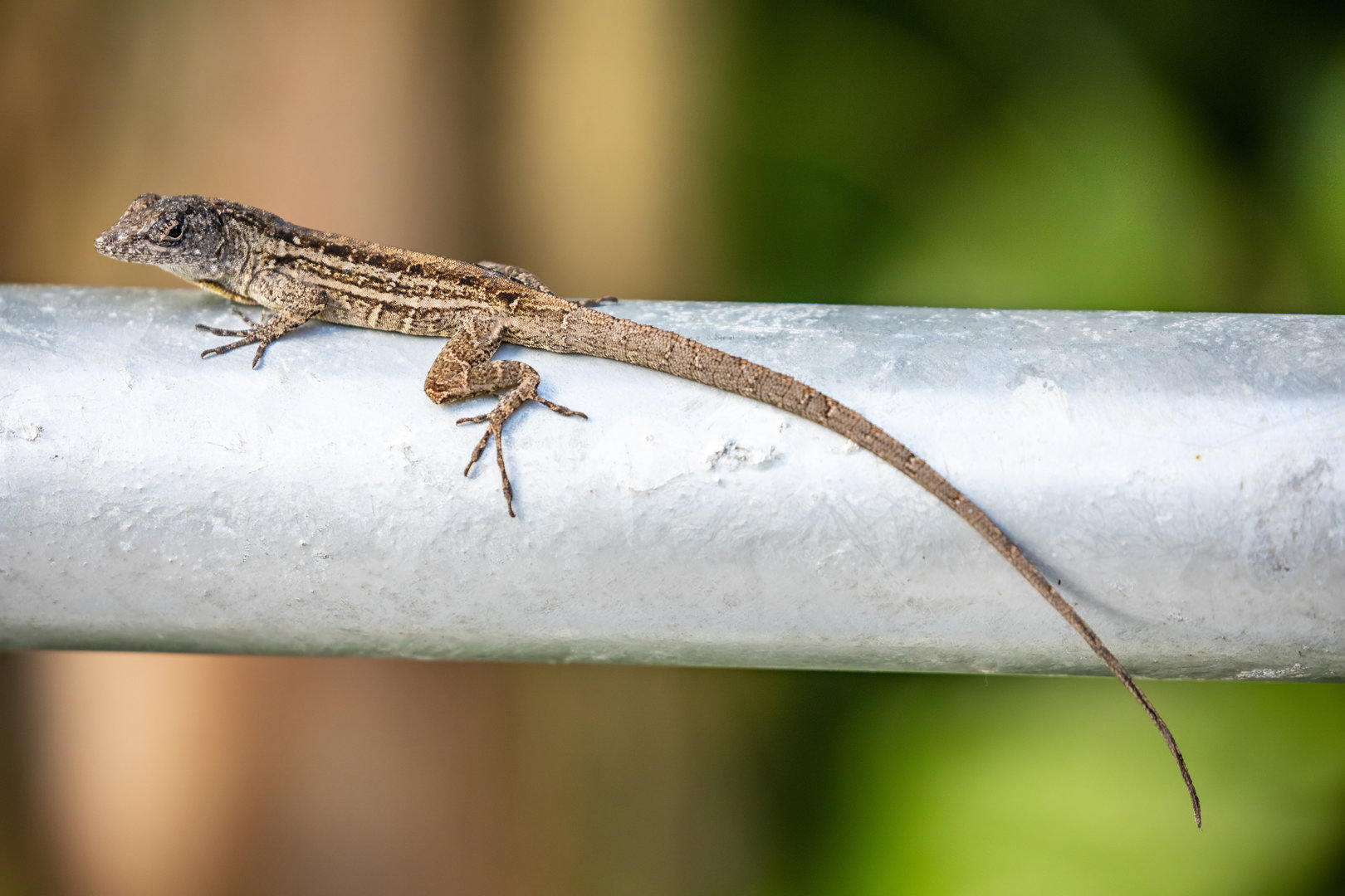 Brown anole (Anolis sagrei)