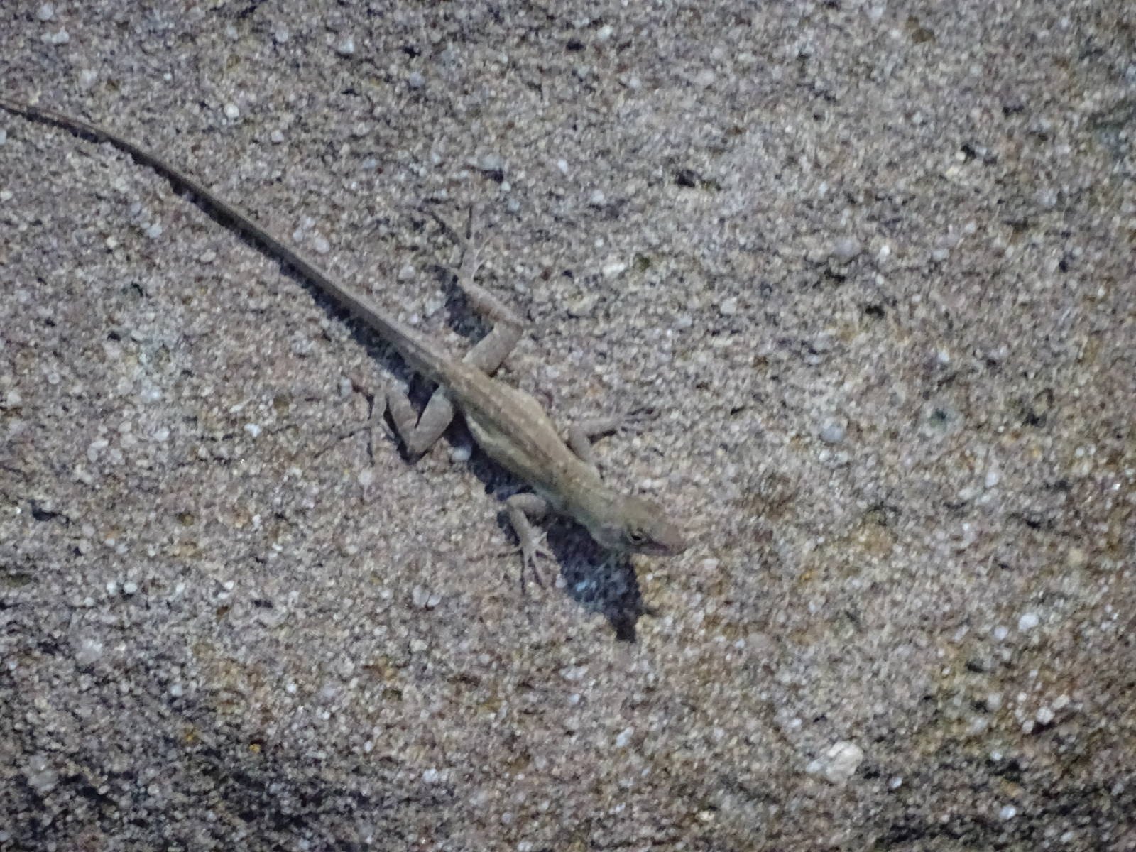 Brown Anole at Gator Golf - 28/08/2014