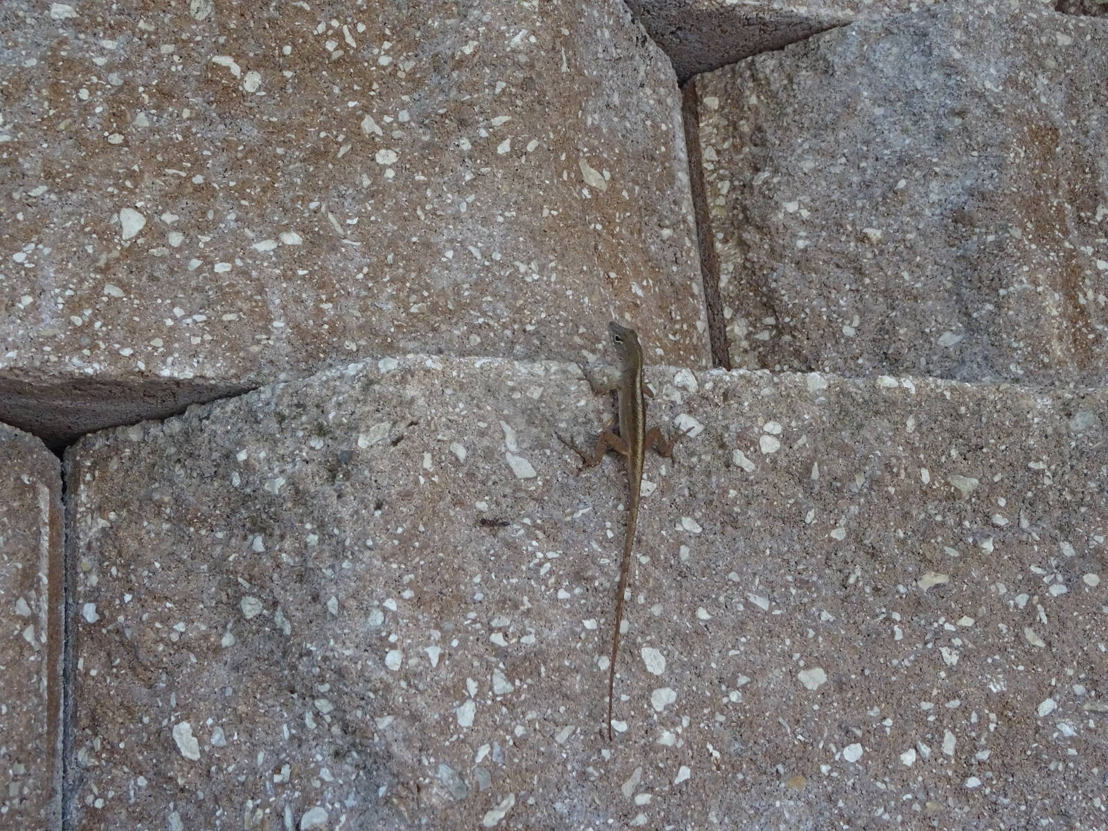 Brown Anole at SeaWorld Orlando