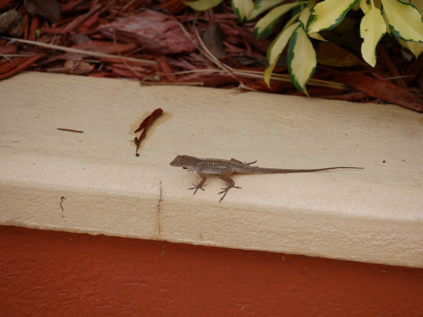 Brown Anole (Florida 2018)