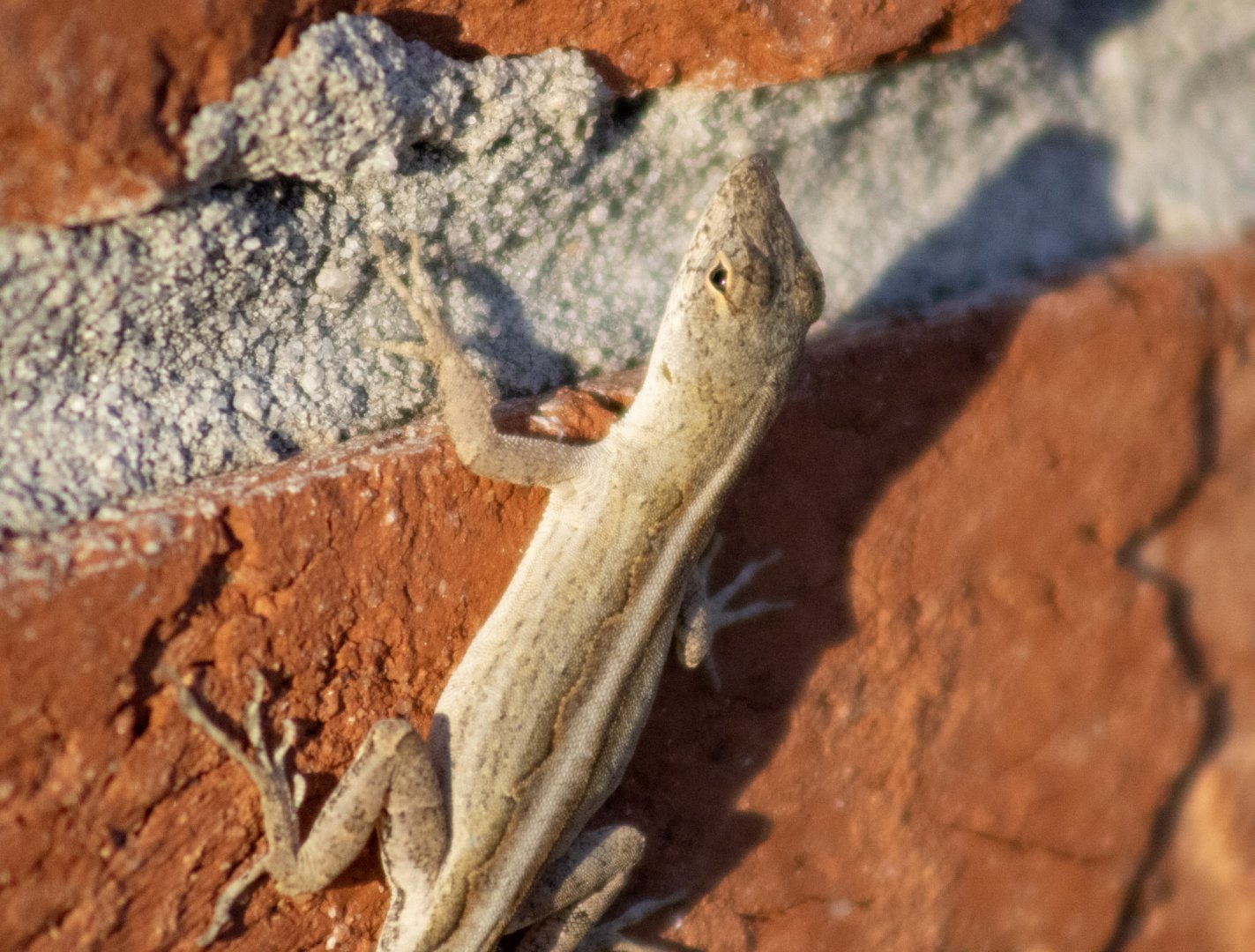 Brown Anole - Florida