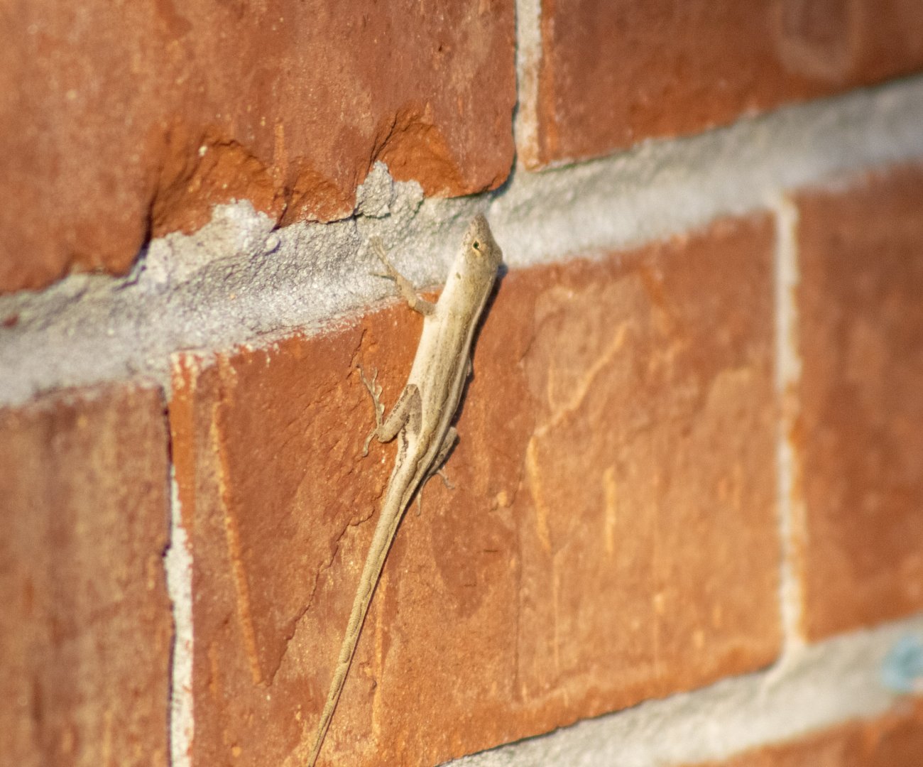 Brown Anole - Florida