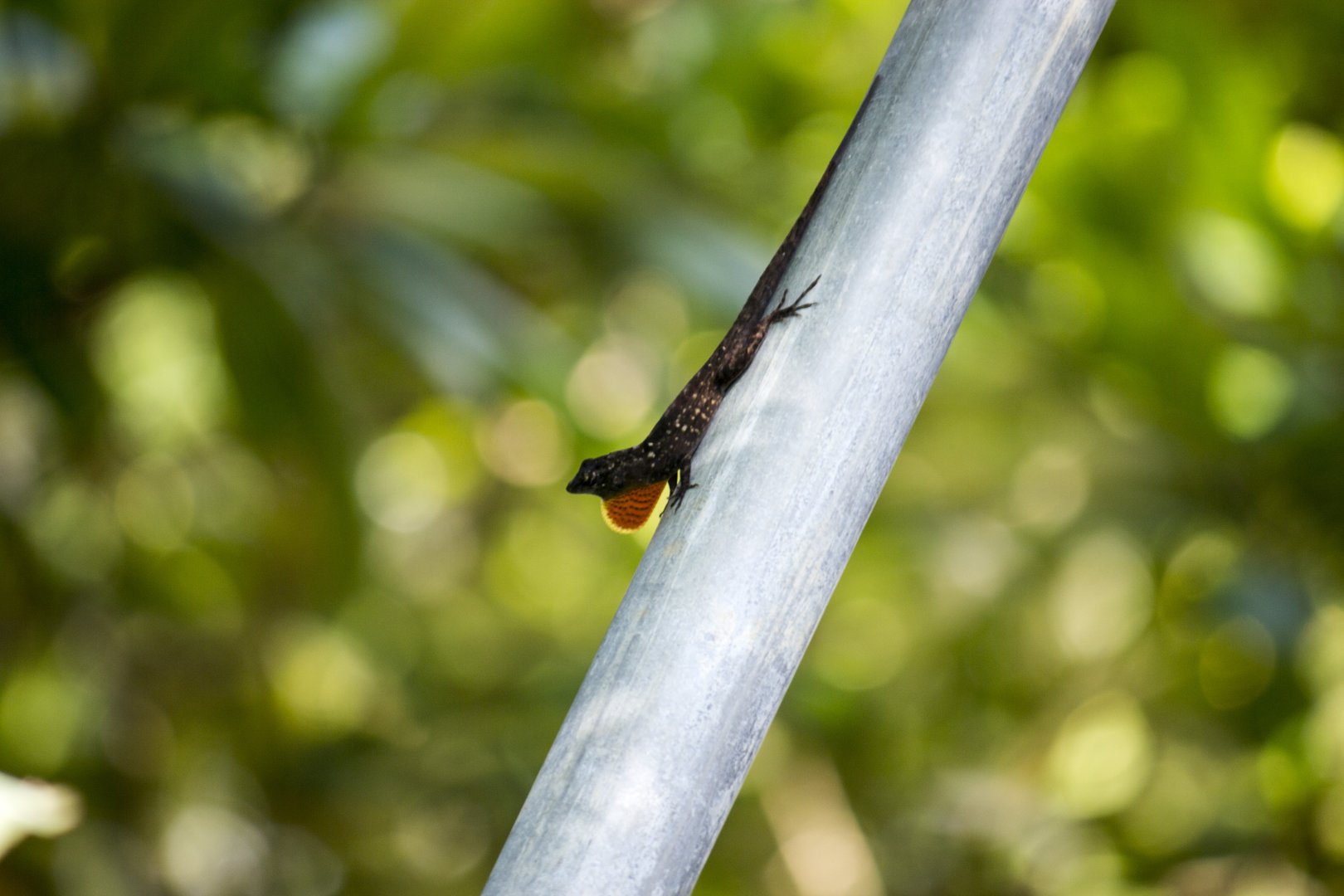 Brown anole, Norops sagrei