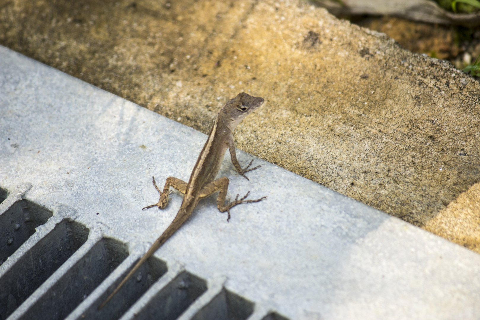Brown anole, Norops sagrei