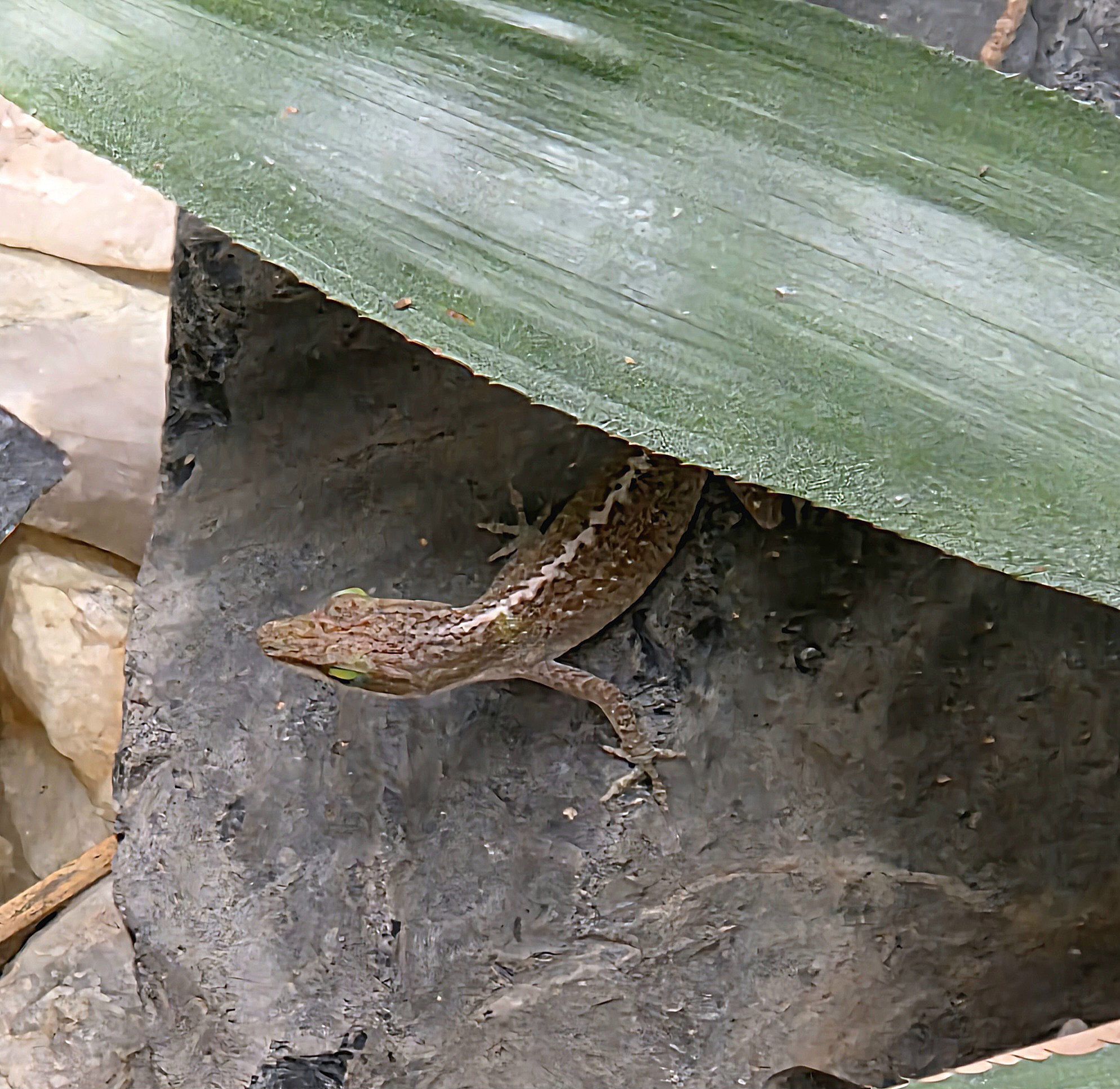 Brown Anole - Reptile Gardens