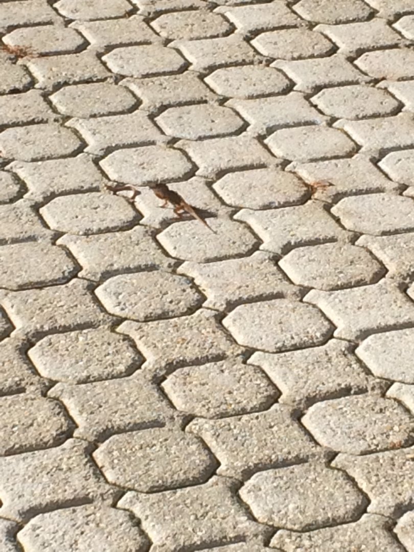 Brown Anole showing dewlap