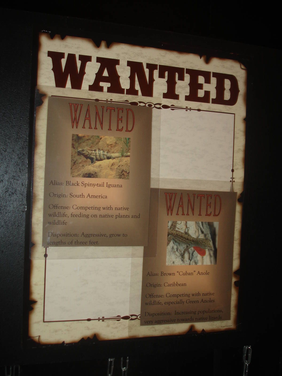 Brown Anole wanted sign