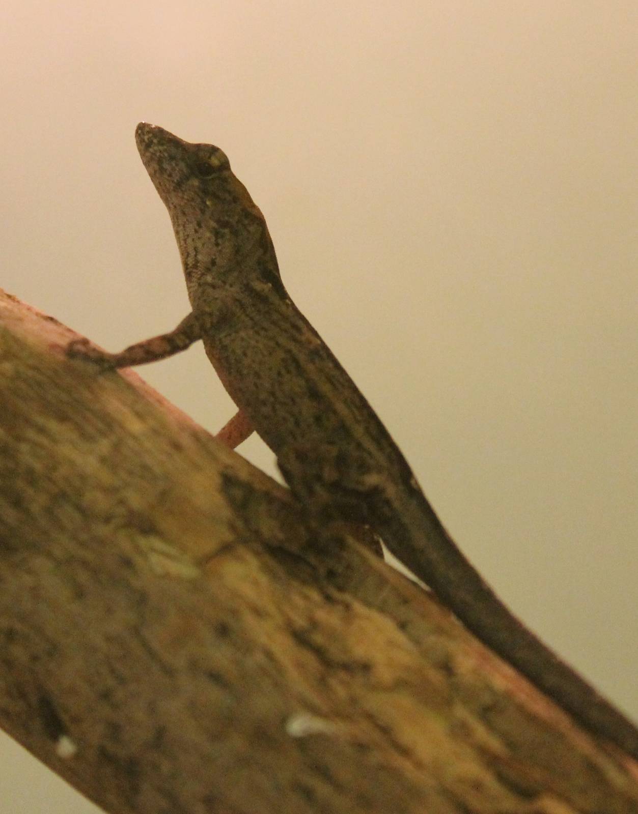 Brown anole