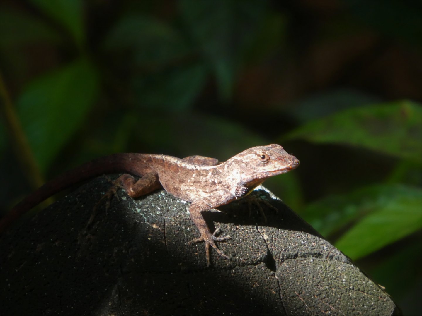 Brown Anole