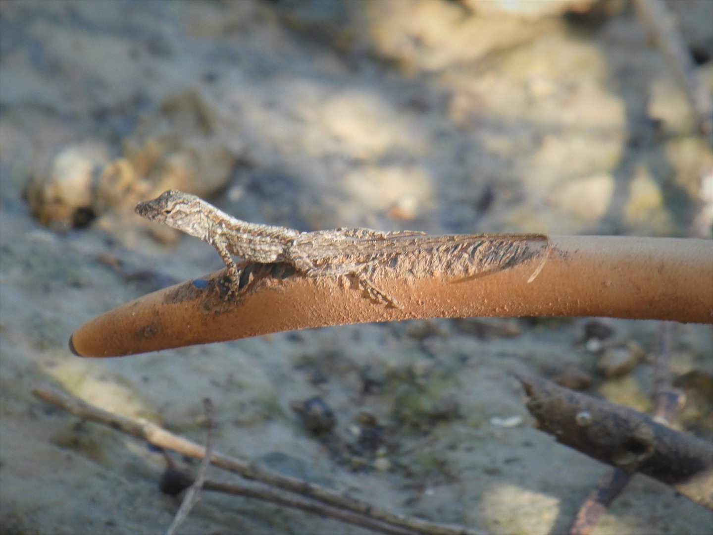 Brown Anole
