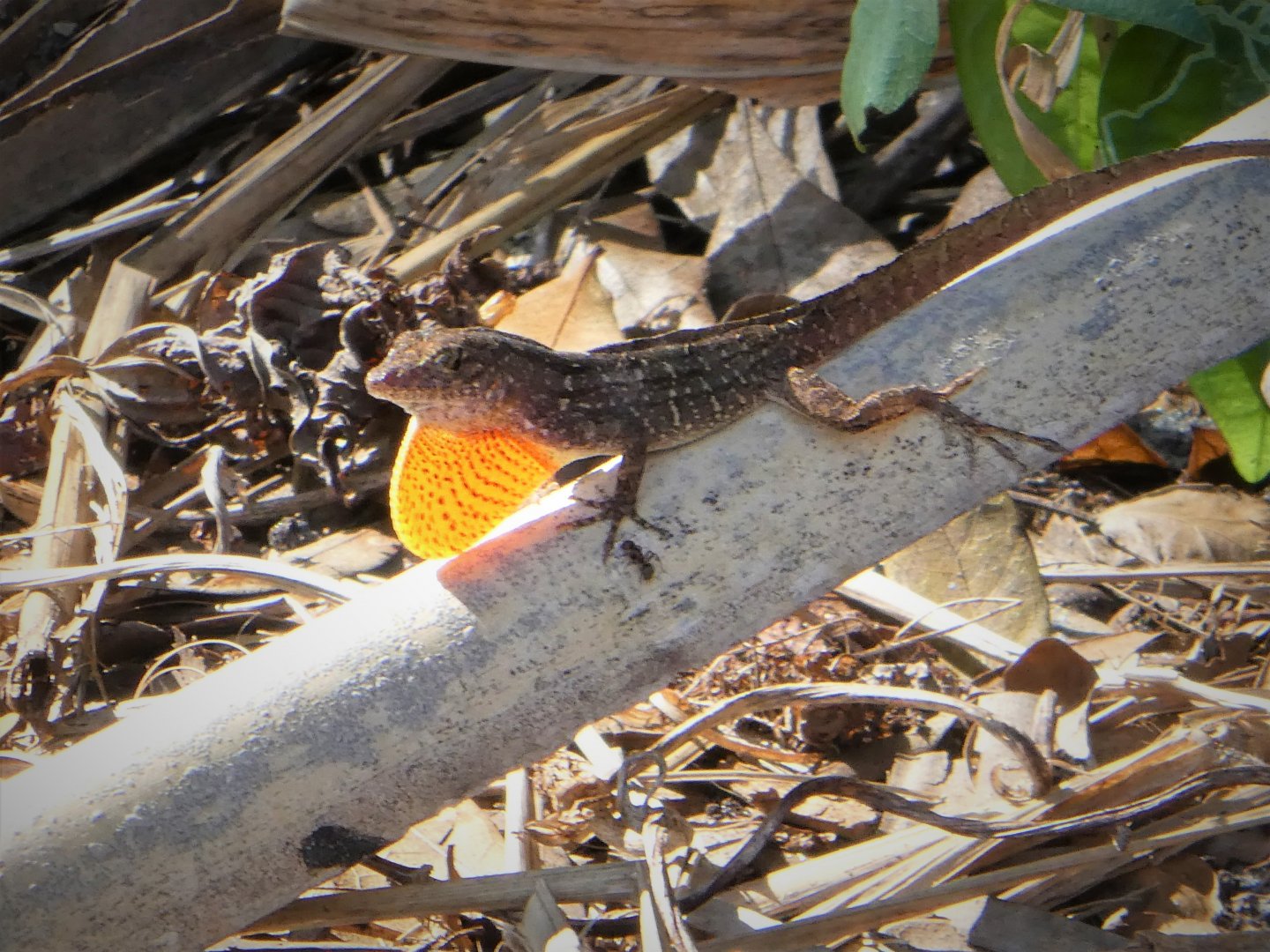 Brown Anole